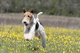 FOX TERRIER 352